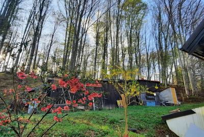 Cabana 4 camere zona Valea Avrigului - 19