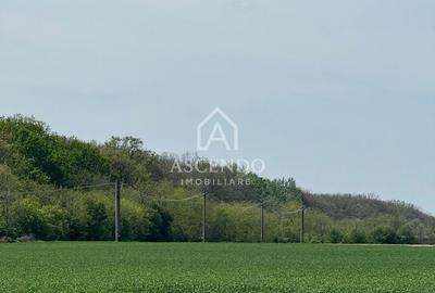 Vanzare teren 7.000 mp – Buftea, zona Tămași | lângă pădure - 2