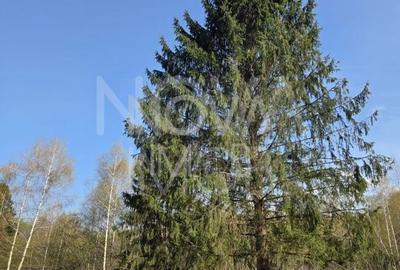 Teren intravilan de vanzare - Vistisoara - 3