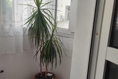 APARTAMENT 2 CAMERE DE INCHIRIAT RAHOVA - 7