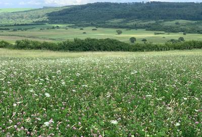 Teren arabil de 630 hectare în Galați - 3