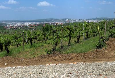 Teren de vanzare,  la 1,3km de LIDL Bucium, vecinatate cartier Panoramic - 5