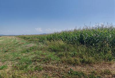 Teren agricol intravilan de 35000 mp, în Hălchiu