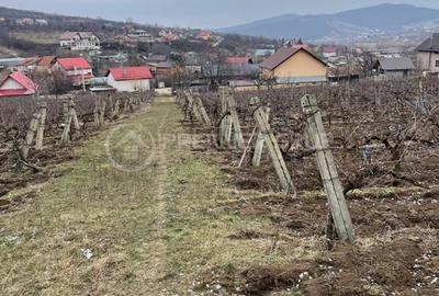 Teren intravilan 2.617mp, Chicerea, comuna Tomești - 2