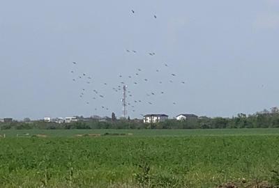 Centura Pantelimon  Vanzare  Teren  extravilan 3ha - 5000mp - 7