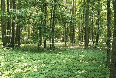 TUNARI, cu acces din Sos. de Centura, 187.000 mp teren - 5