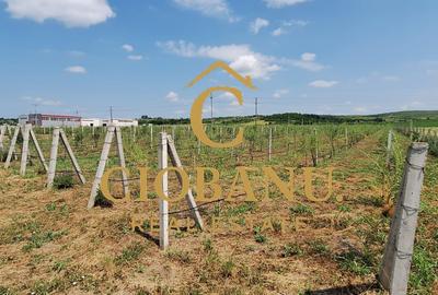 Teren intravilan cu PLANTATIE DE GOJII de vanzare in Racari - 9