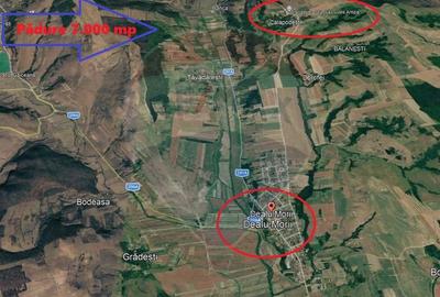Padure de vanzare – 7.000 mp, Dealu Morii, jud. Bacau - 2