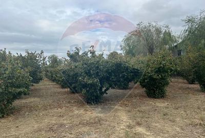 Teren extravilan de 1300 mp, în Câmpineanca