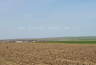 Vânzare teren agricol comasat plus microferma direct la sosea - 6