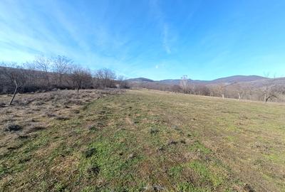 Teren Construcții intravilan de 2950 mp, în Pâclișa