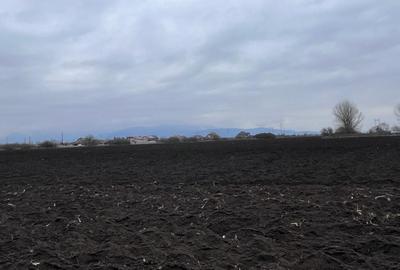 Teren 50000mp Extravilan-Intrare Halchiu-Cod 5235 - 7