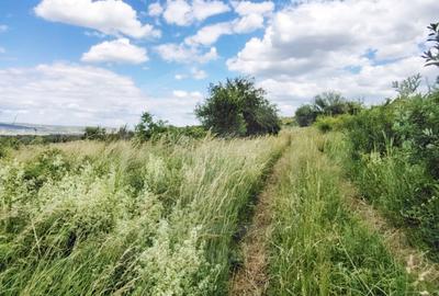 TEREN PENTRU REFUGIUL TAU IN NATURA - BORHANCI - 11