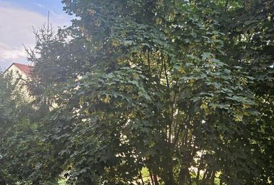 Parcul Trandafirilor, garsoniera in bloc de apartamente, loc parcare - 10