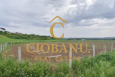 Teren intravilan cu PLANTATIE DE GOJII de vanzare in Racari - 16