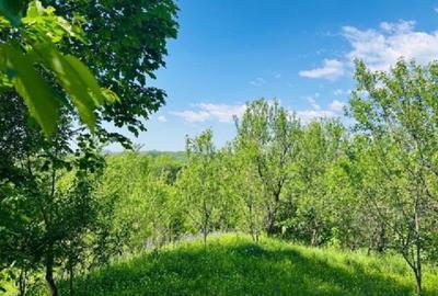 Teren intravilan de 4384 mp, în Talea