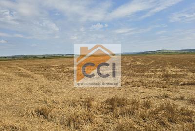 Teren intravilan– 50.000 mp, Bacău, Șoseaua Hol - 6