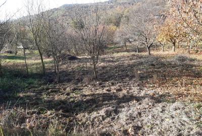 Teren agricol extravilan de 4460 mp, în Podgoria