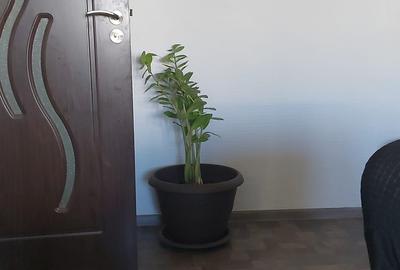 3 camere Iancului Pet friendly - 14