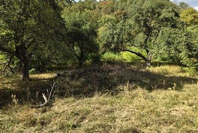 Teren la padure de vanzare Talmaciu Podu Olt - 11