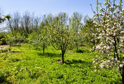 Casă P+1 cu teren de 1.769 mp, aproape de Titu – Săvești, Braniștea, Dâmbovița - 6