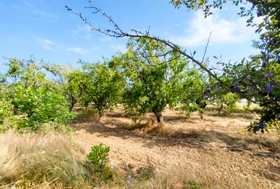 Parcele Teren Extravilan Livada si Pasune Lunca Corbului  Arges - 9