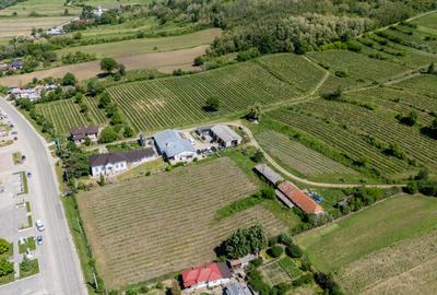 CRAMĂ PREMIUM DE VÂNZARE -60 HA- CONAC ISTORIC- PODGORIA DRĂGĂȘANI - 5