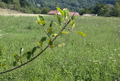 Teren agricol intravilan de 3600 mp, în Șopotu Nou