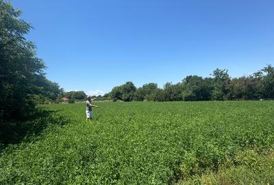 Teren  intravilan, ca un colț de Rai  lângă Snagov - 7