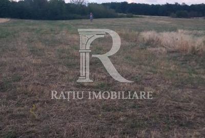 Teren agricol extravilan de 9664 mp, în Betfia
