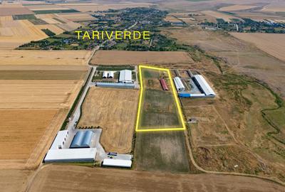 Cogealac - Tariverde – Ferma cu teren intravilan, utilitati racordate! - 1