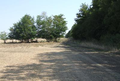 Teren Clinceni-Ordoreanu padure - 6