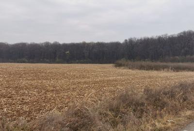 Teren Exclusiv 4.550 mp Ciolpani - Zona Narrative / Pădurea Snagov - 4