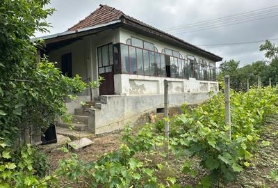 Amarasti Nemoiu in apropiere de Dragasani si Valcea - 10