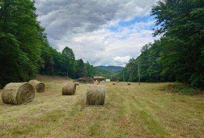 Un colt de natura intre padure si parau - 2
