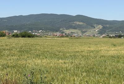 Teren Extravilan | 11.100 MP | 32M Deschidere| Orizont-Bărăbanț | OPORTUNITATE | - 2