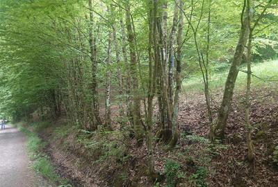 Teren in Bulzestii de Sus 3700mp - 1