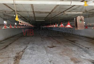 Afacere de vânzare: Fermă Creștere Pui – Ialomița la 60 km de București - 3