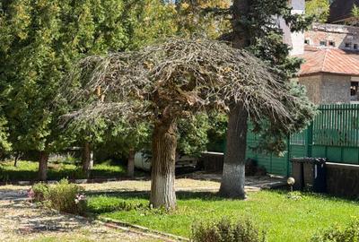 Vilă istorică de vânzare  Castel Aura Buzescu Bușteni  str. Victoriei nr. 11 - 52