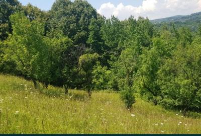 VANZARE TEREN  SAT DOFTANA COM.TELEGA - 1