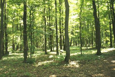 TUNARI, cu acces din Sos. de Centura, 187.000 mp teren - 6