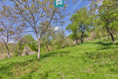 Proprietate rară cu 24.270 mp, în Măgulicea, Arad! - 28