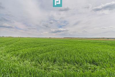 Teren agricol extravilan de 19900 mp, în Giroc
