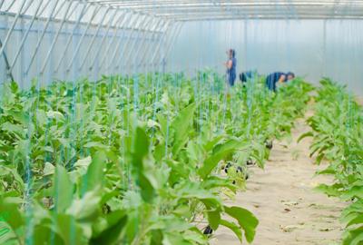 🌱 FERMĂ AGRICOLĂ MODERNĂ, COMPLET ECHIPATĂ ȘI AUTOMATIZATĂ – DE VÂNZARE - 5