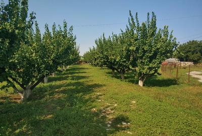 Ferma cu hale 3000 mp si teren 12000 mp, 30 km de Constanta - 2