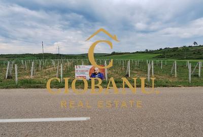 Teren intravilan cu PLANTATIE DE GOJII de vanzare in Racari - 11