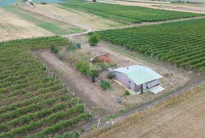 Vita de vie struguri de masa 12h irigabil Tifesti - 7