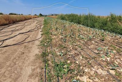 Teren agricol intravilan de 2470 mp, în Copăceni