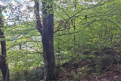 Sinaia – Teren 500 mp de vânzare, zonă centrală, la liziera pădurii!!! - 3