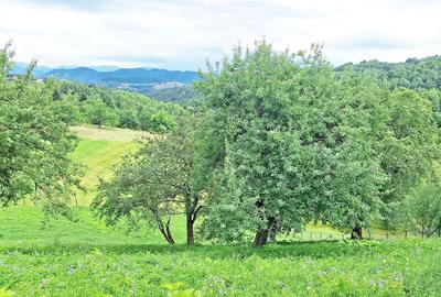 Teren de 1000mp in Bran, satul pitoresc Pestera - 16
